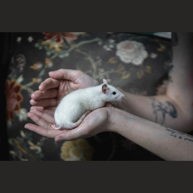 Photo of Willow & Maple