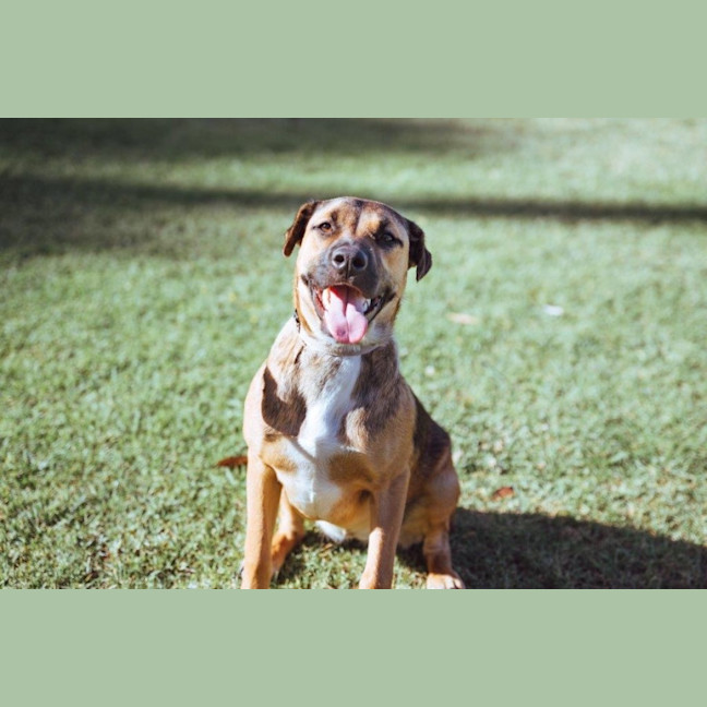 Photo of Star Kumara