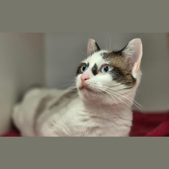 Photo of Bandit 
