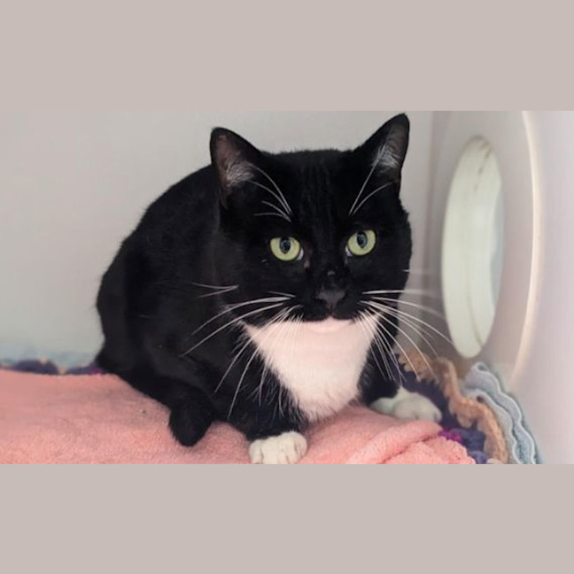 Photo of Buttercup