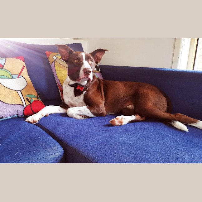 Photo of Oreo