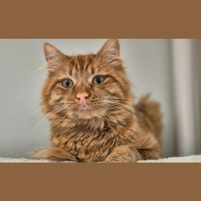 Photo of Dumbbell 