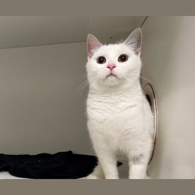 Photo of Snowy