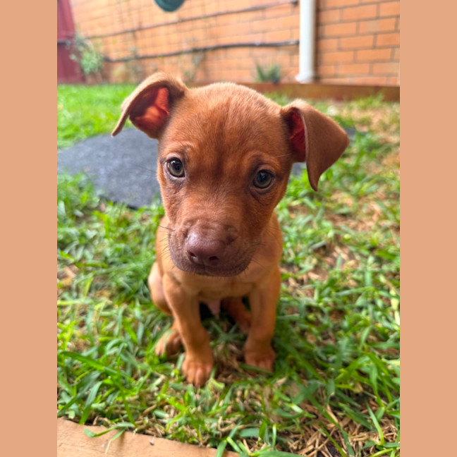 Photo of Scout