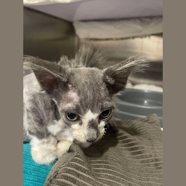 Photo of Fuzz