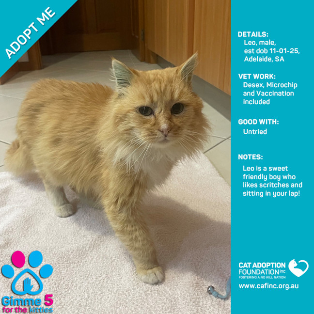 Photo of Leo Just $120 Fully Vetted!