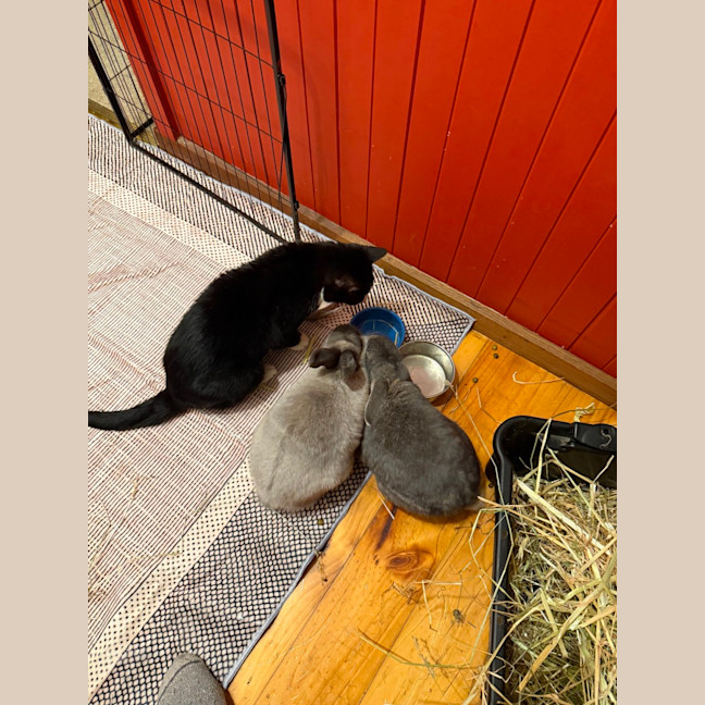 Photo of Pebble And Rocky