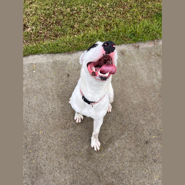 Photo of Sheba