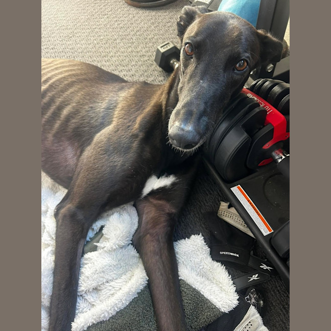 Photo of Vince, The Greyhound