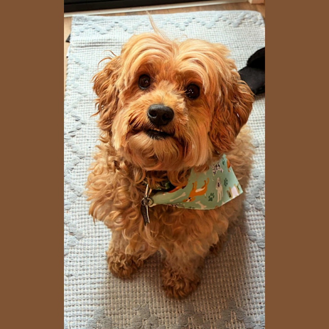Photo of Douglas
