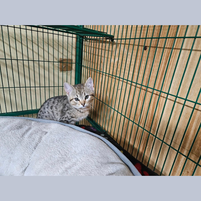 Photo of Luke, Lucy, Luca, Lily And Levi 