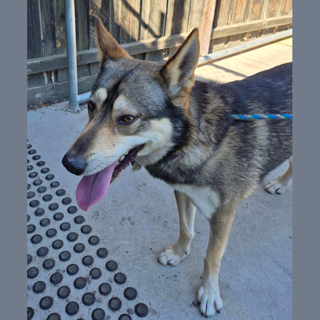 Photo of Coyotee Pete