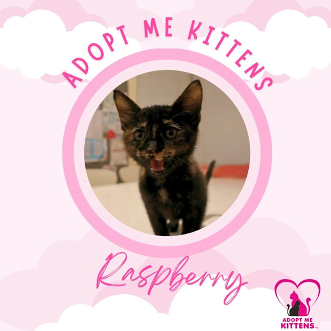 Photo of Raspberry 