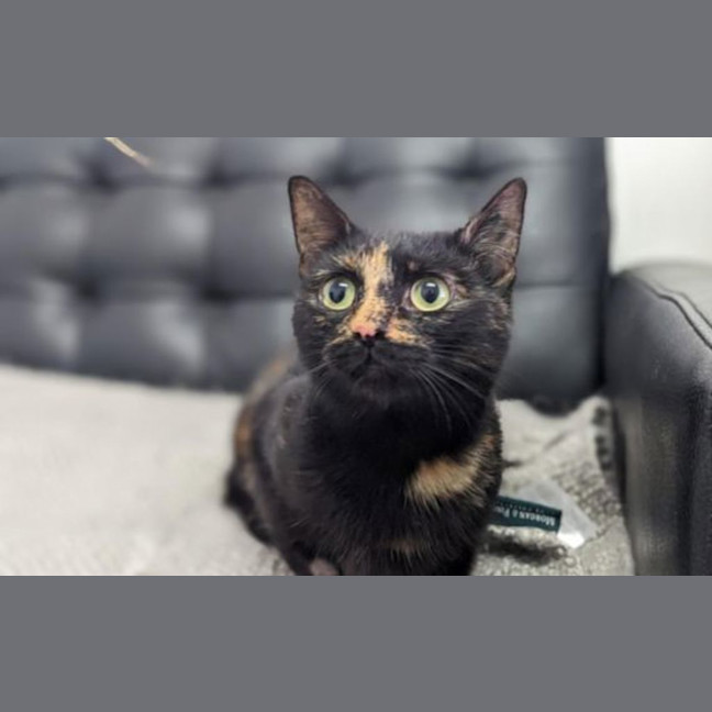 Photo of Nutmeg