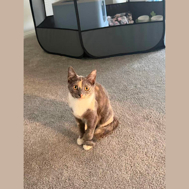 Photo of Luna