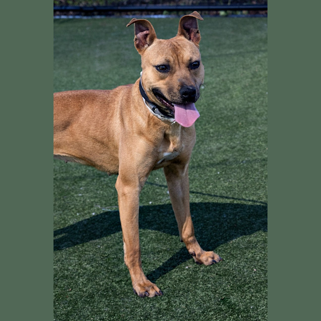 Photo of Almond Imp 1100