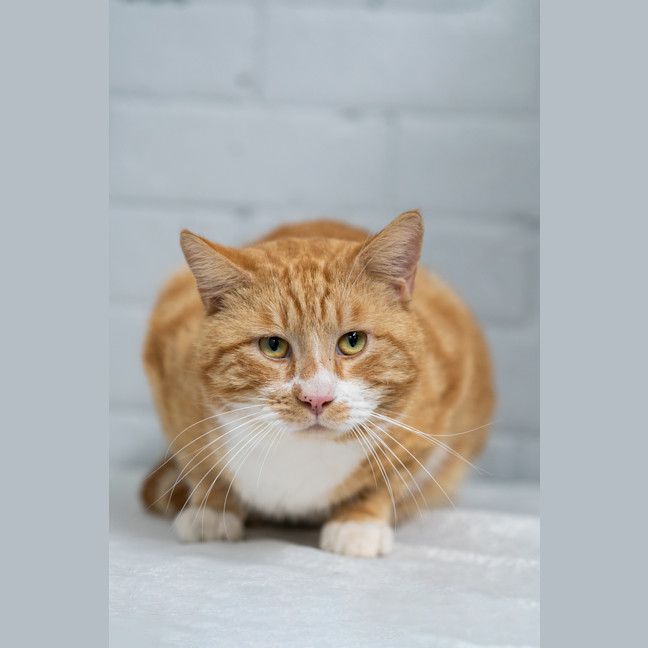 Photo of Chester