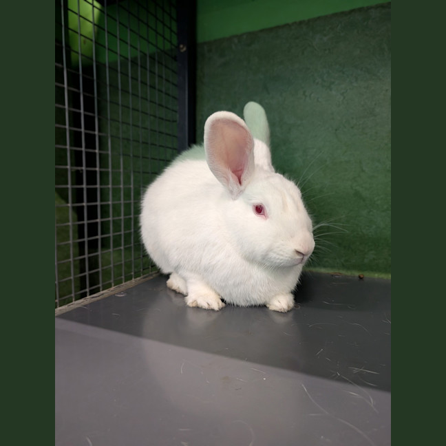 Photo of Petal (Bonded To Blossom)