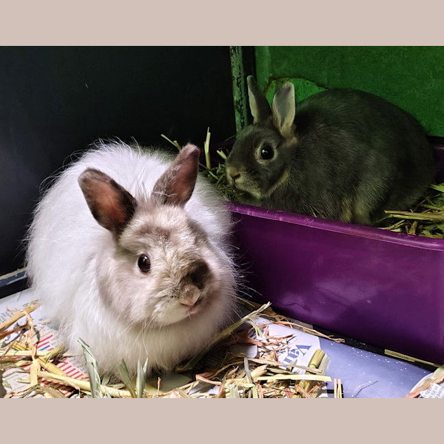 Photo of Maltesers (Bonded To Jaffa)