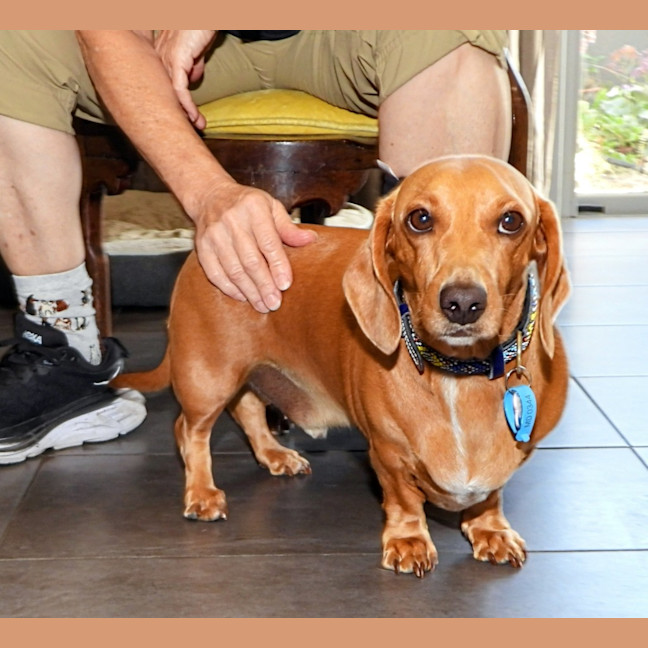 Photo of Rusty (Was Dusty)