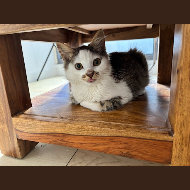 Photo of Squishmellow