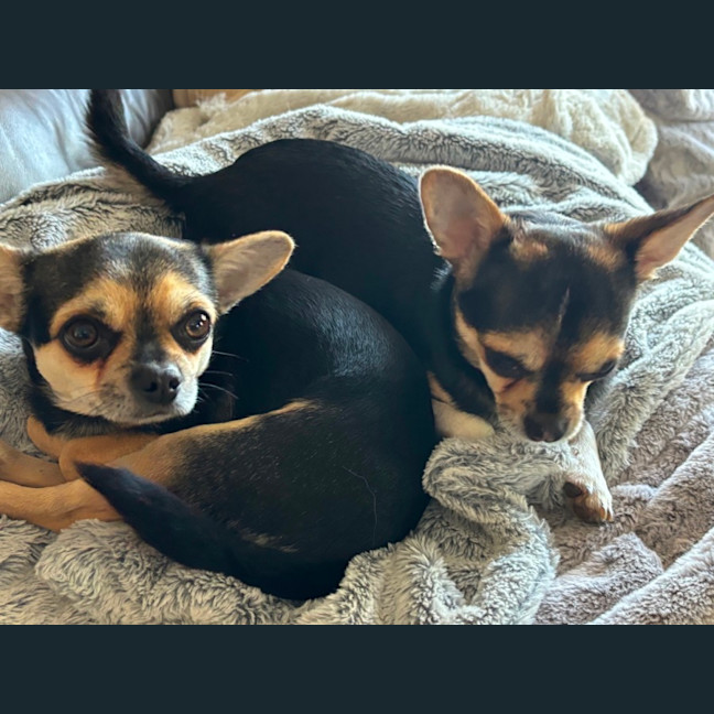 Photo of Apple & Orange