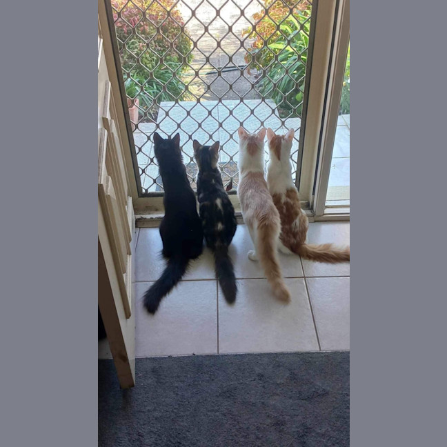 Photo of The Veggie Kittens