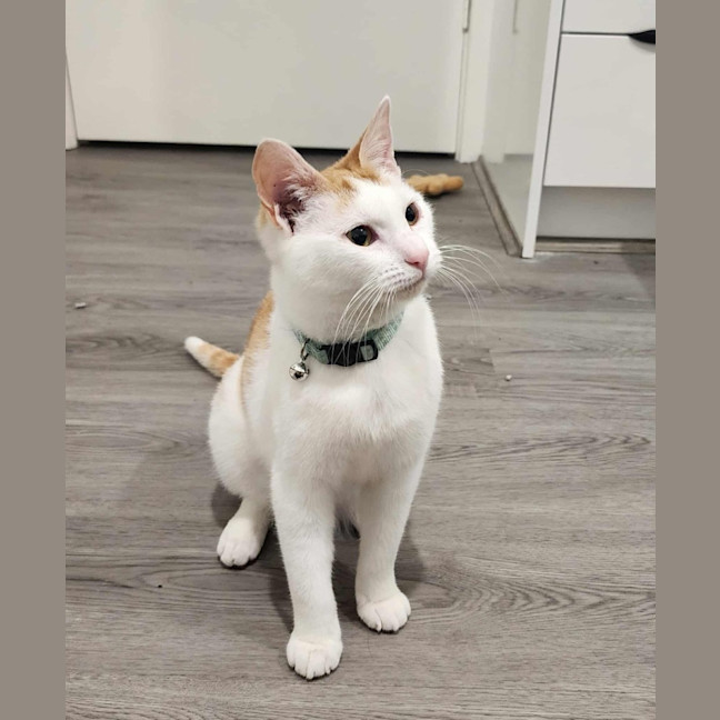 Photo of Cherry   In Foster In Ivanhoe