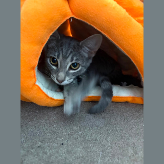 Photo of Raven **2nd Chance Cat Rescue**