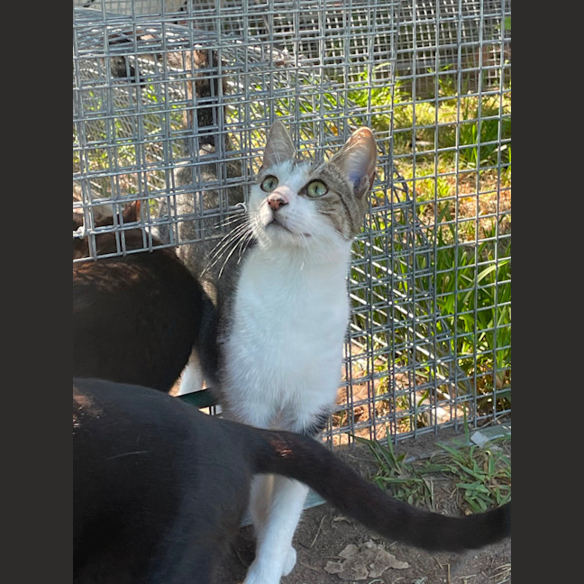 Photo of Bobcat