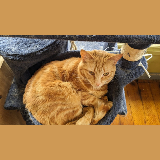 Photo of Quinn, Artemis & Ginge