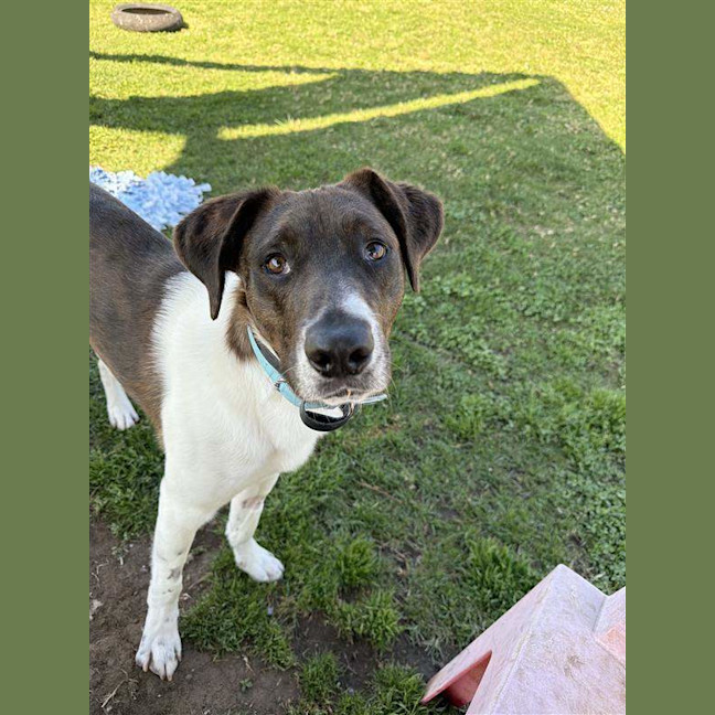 Photo of Atlas