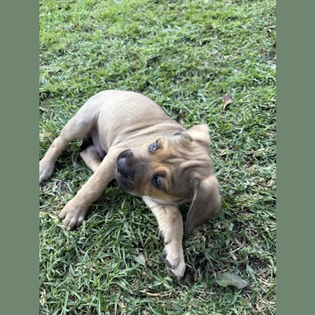 Photo of Rufus