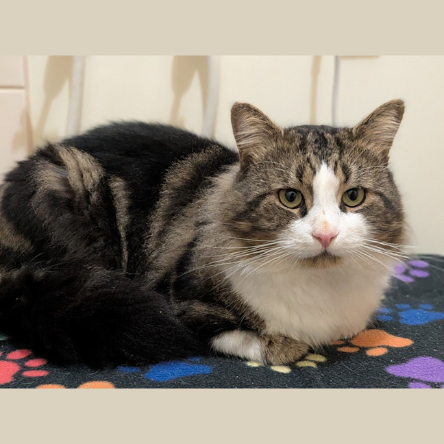 Photo of Cosmo