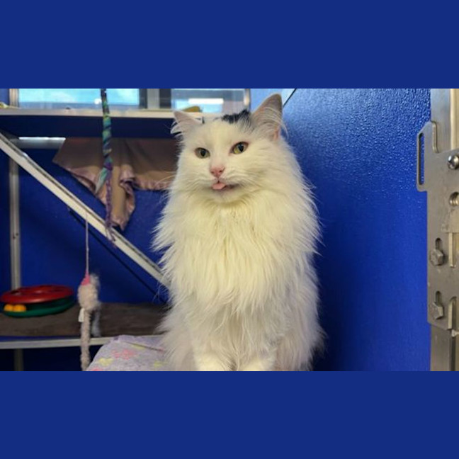 Photo of Flossy