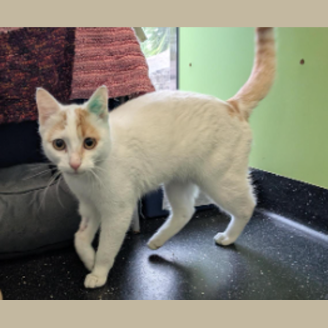 Photo of Marmalade