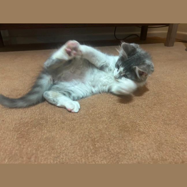 Photo of Chairman Meow