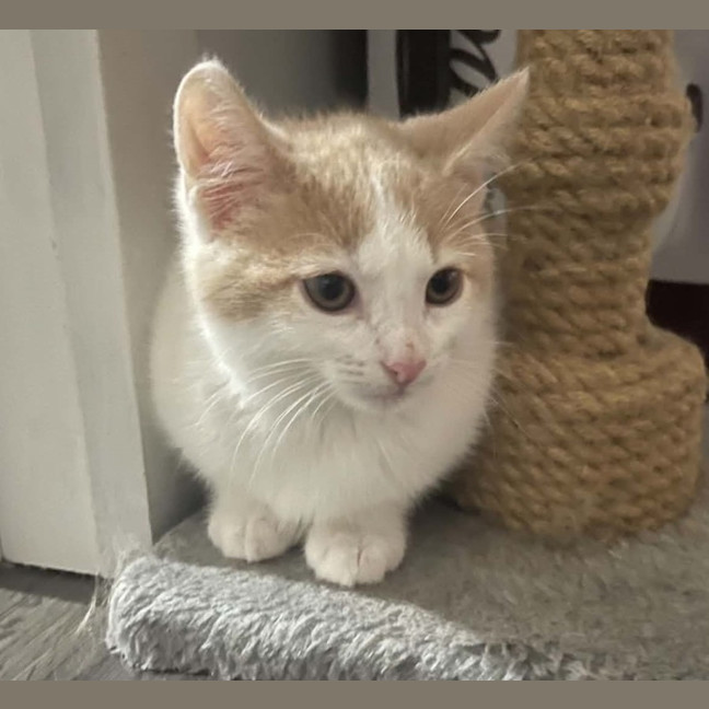 Photo of Ozzie**2nd Chance Cat Rescue** (Elliot)