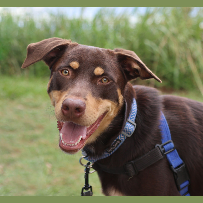 Photo of Blue