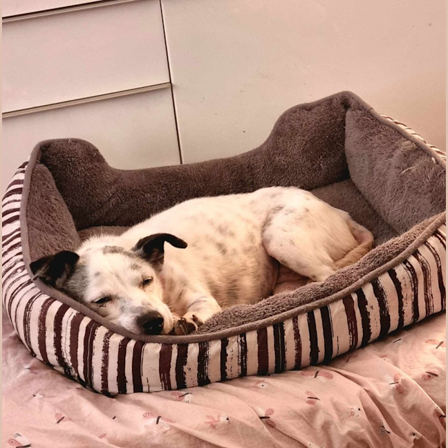 Photo of Clancy   10 Year Old Mixed Breed