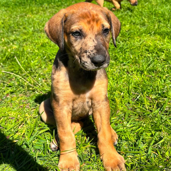 Photo of Kasha