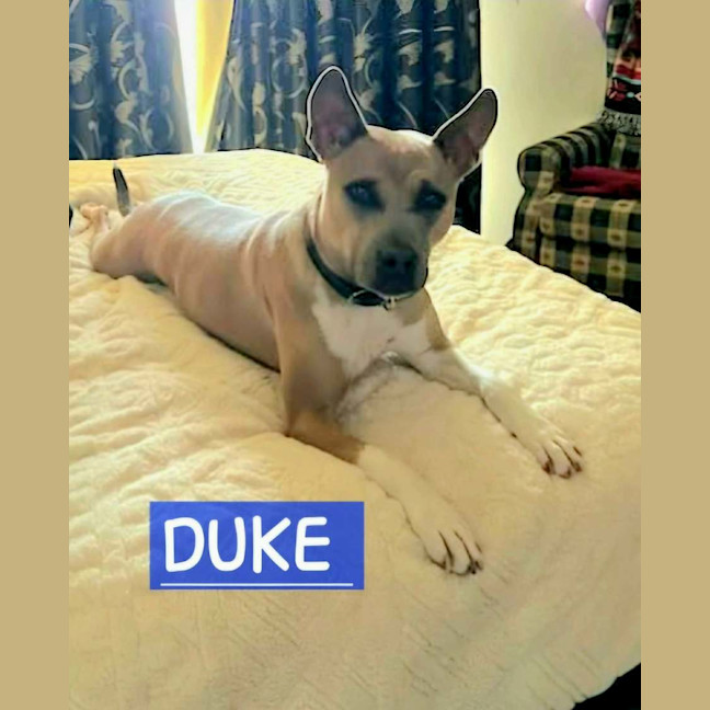 Photo of Duke