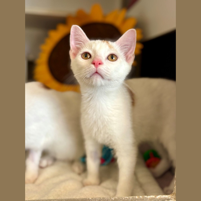 Photo of Felony *Meet Me At Pet Stock Milperra*