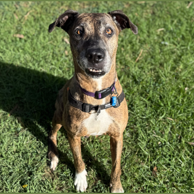 Photo of Luna