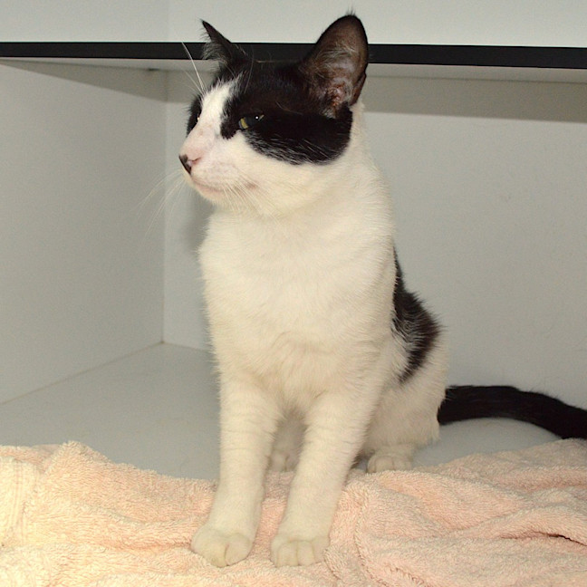 Photo of Ozzie