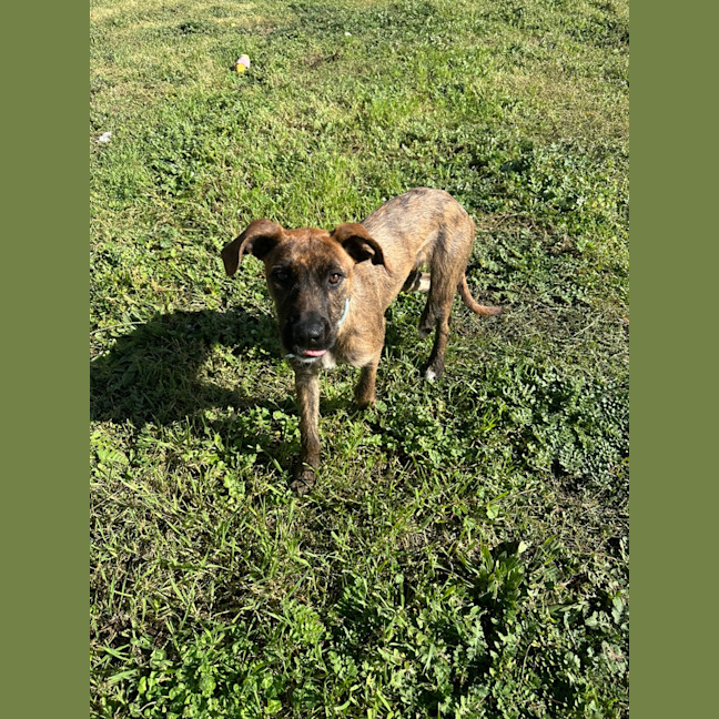 Photo of Kabana