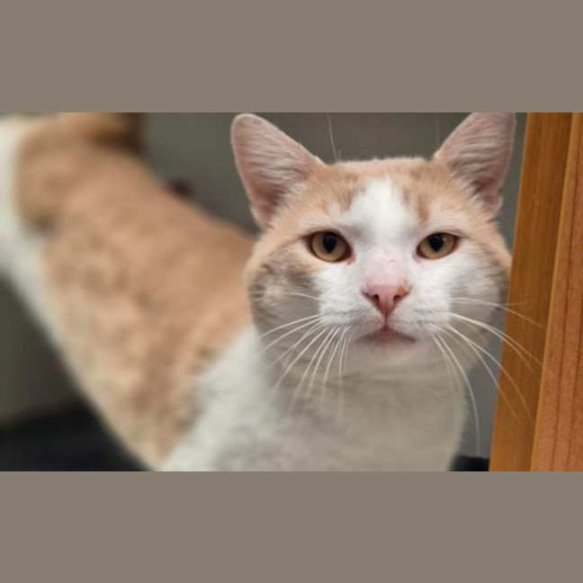 Photo of Pringle