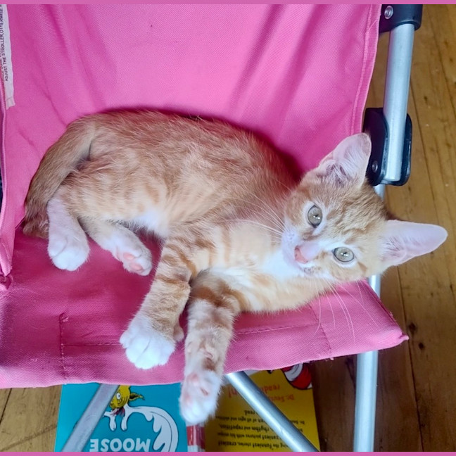 Photo of Cookie And Marmalade