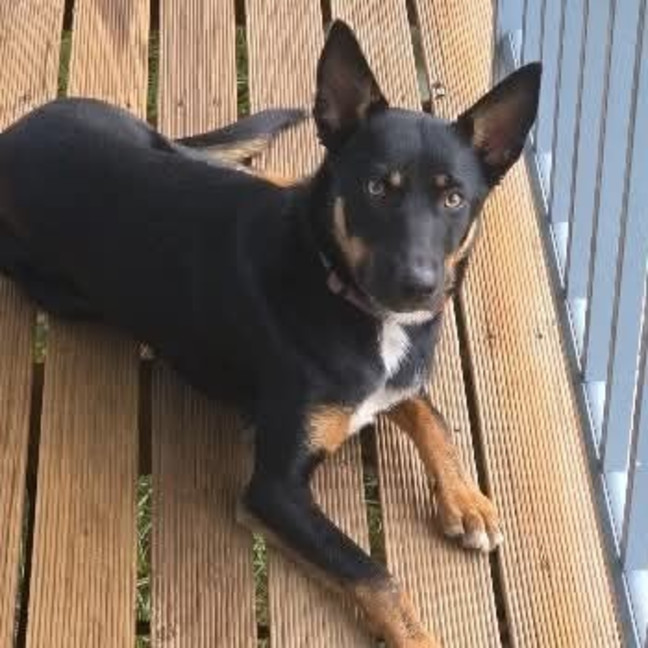Photo of Ruby