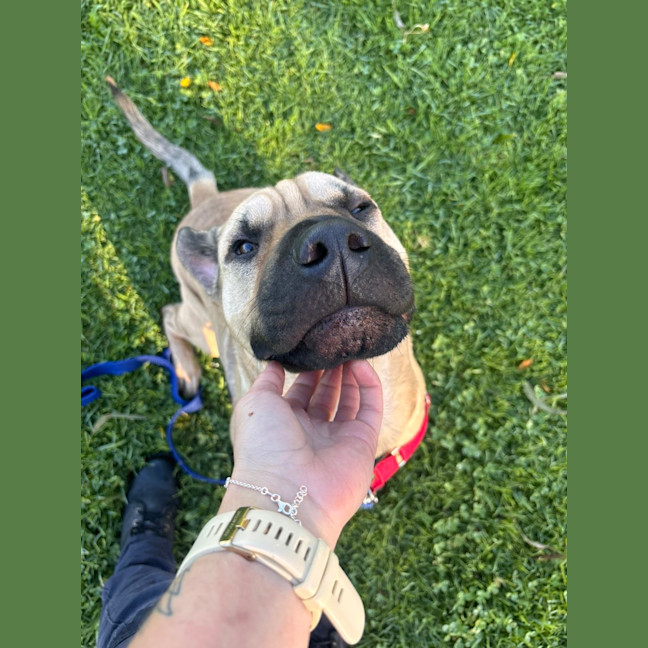 Photo of Gypsy